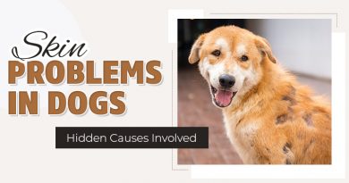 skin-problems-in-dogs-hidden-causes-involved