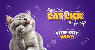 does-your-cat-lick-its-fur-off-find-out-why