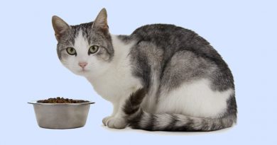 Dietary Health Tips For Feeding your Feline