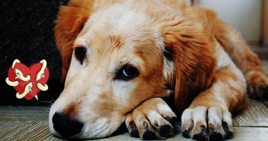 Heartworms Disease In Pets