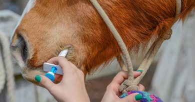Prevent Worms In Horses