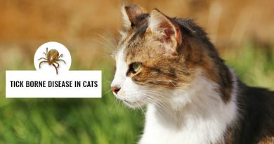 Tick-borne-diseases-in-cats
