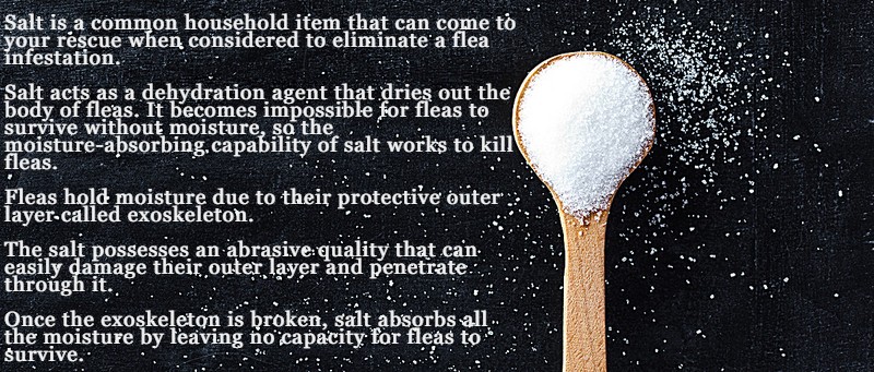 Does Salt Kill Fleas Diys For Using