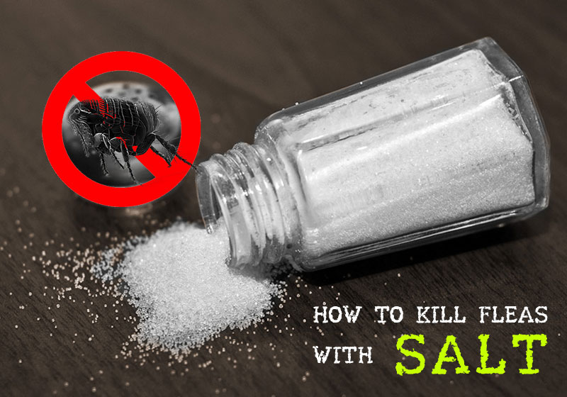 Does Salt Kill Fleas Diys For Using To Kills Budgetvetcare