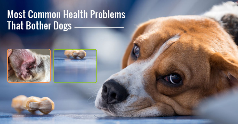 Most Common Health Problems In Dogs