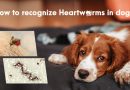 How to Recognize Heartworms in Dogs?