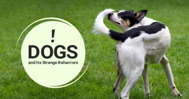 BVCAU-Dog-Behaviors