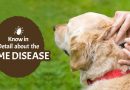 BVCAU-Dog-Lyme-Disease