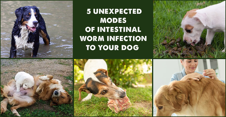 Unexpected Modes of Intestinal Worm Infection in Dogs