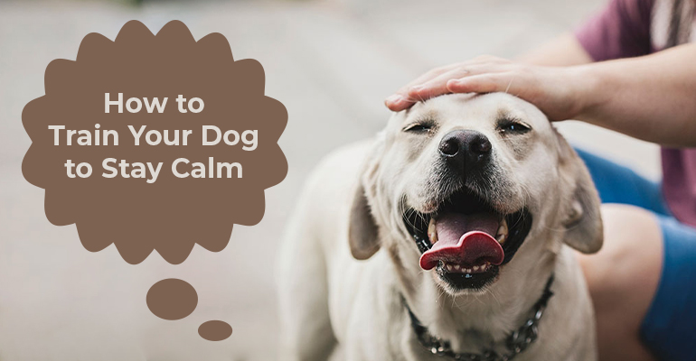 How to Train Your Dog to Stay Calm