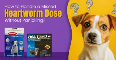 Missed Heartworm Dose​