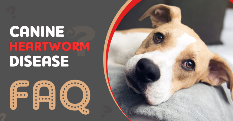 heartworm in dogs faq