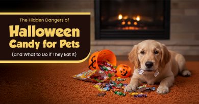 my dog ate candy what should i do