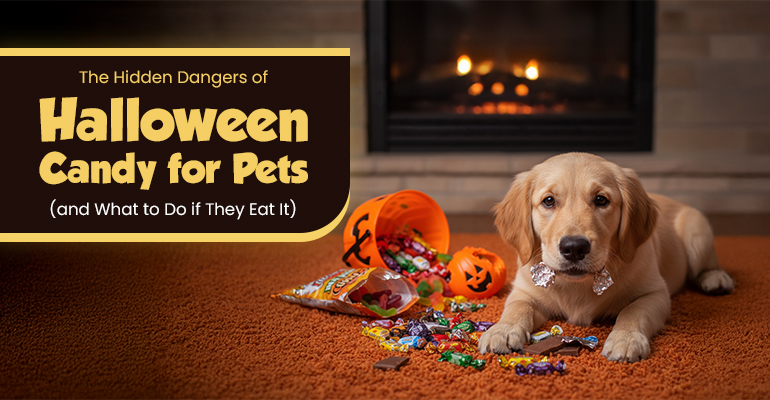 my dog ate candy what should i do