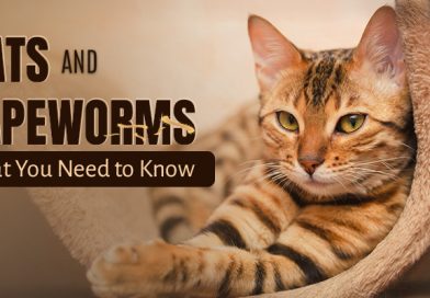 tapeworms in cats - all you need to know