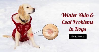 Winter Skin & Coat Problems in Dogs