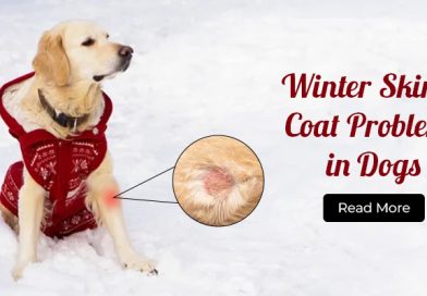 Winter Skin & Coat Problems in Dogs