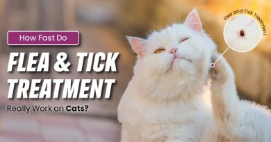 how-fast-do-flea-and-tick-treatments-really-work-on-cats