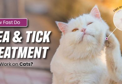 how-fast-do-flea-and-tick-treatments-really-work-on-cats
