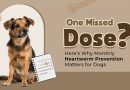 one-missed-dose-heres-why-monthly-heartworm-prevention-matters-for-dogs