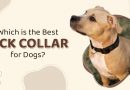 which-is-the-best-tick-collar-for-dogs