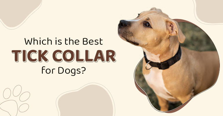 which-is-the-best-tick-collar-for-dogs