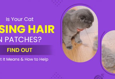 is-your-cat-losing-hair-in-patches-find-out-what-it-means-&-how-to-help