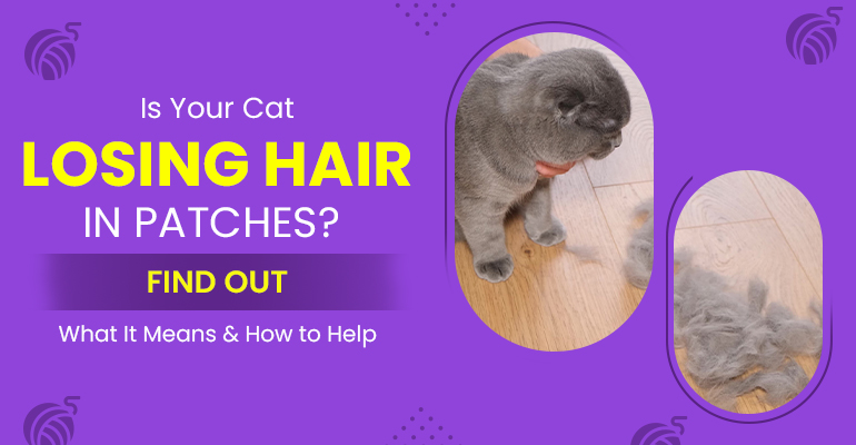 is-your-cat-losing-hair-in-patches-find-out-what-it-means-&-how-to-help