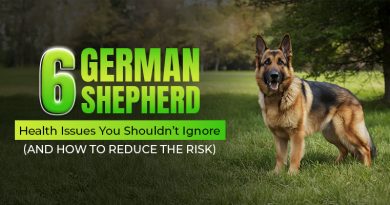 german-shepherd-health-issues-you-shouldnt-ignore