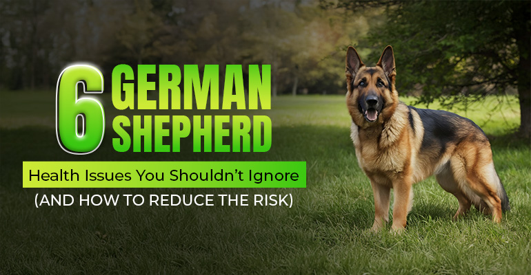german-shepherd-health-issues-you-shouldnt-ignore
