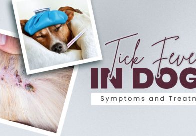 tick-fever-in-dogs-symptoms-and-treatment