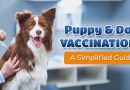 puppy-and-dog-vaccinations-a-simplified-guide