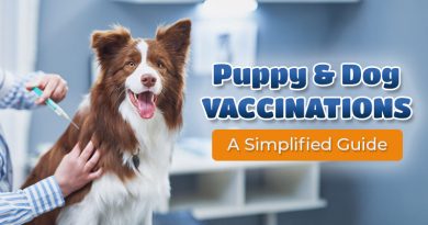 puppy-and-dog-vaccinations-a-simplified-guide