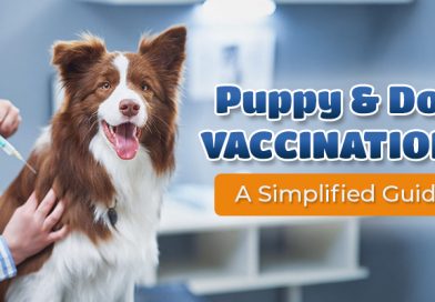 puppy-and-dog-vaccinations-a-simplified-guide