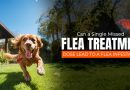 can-a-single-missed-flea-treatment-dose-lead-to-a-flea-infestation