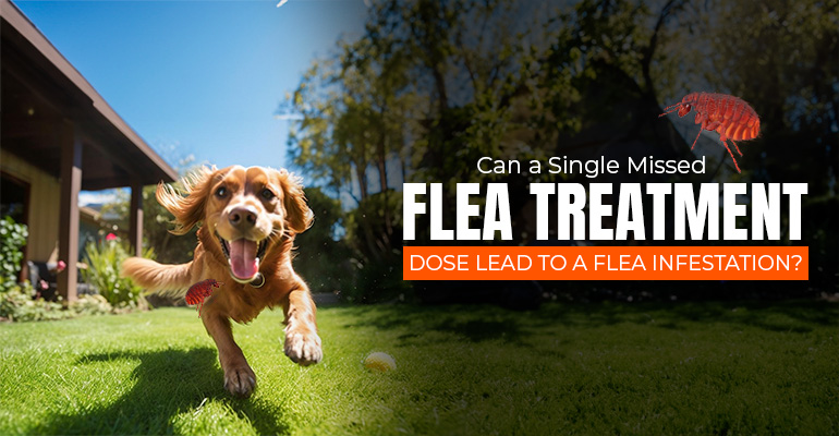 can-a-single-missed-flea-treatment-dose-lead-to-a-flea-infestation