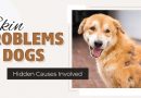 skin-problems-in-dogs-hidden-causes-involved