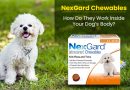 NexGard Chewables – How Do They Work Inside Your Dog’s Body? nexgard-chewables-how-do-they-work-inside-your-dogs-body