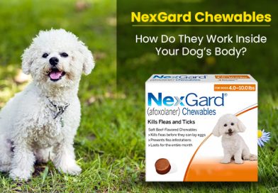 NexGard Chewables – How Do They Work Inside Your Dog’s Body? nexgard-chewables-how-do-they-work-inside-your-dogs-body
