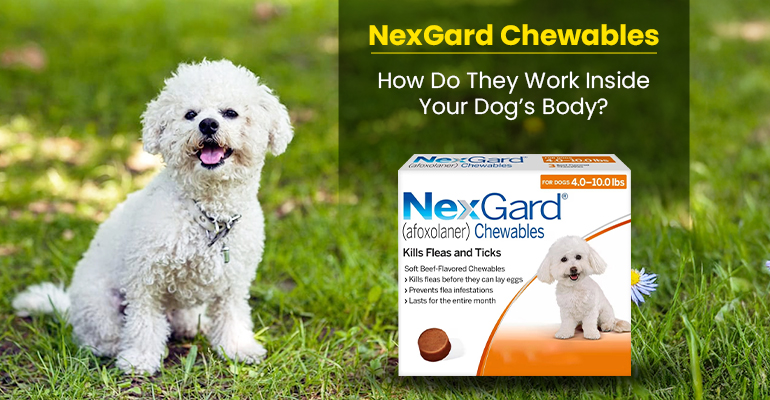 NexGard Chewables – How Do They Work Inside Your Dog’s Body? nexgard-chewables-how-do-they-work-inside-your-dogs-body