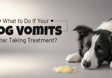 What to Do If Your Dog Vomits After Taking Treatment? what-to-do-if-your-dog-vomits-after-taking-treatment