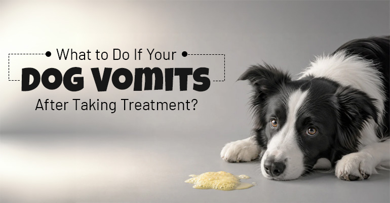 what-to-do-if-your-dog-vomits-after-taking-treatment