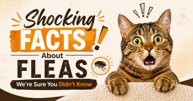Shocking Facts About Fleas We’re Sure You Didn’t Know shocking-facts-about-fleas-were-sure-you-didnt-know