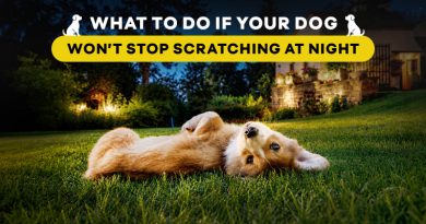 what-to-do-if-your-dog-wont-stop-scratching-at-night