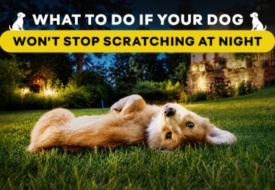 what-to-do-if-your-dog-wont-stop-scratching-at-night