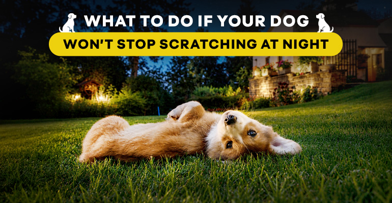 what-to-do-if-your-dog-wont-stop-scratching-at-night