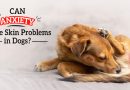 Can Anxiety Cause Skin Problems in Dogs? can-anxiety-cause-skin-problems-in-dogs