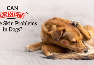 can-anxiety-cause-skin-problems-in-dogs