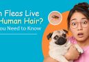 can-fleas-live-in-human-hair-all-you-need-to-know