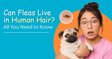 can-fleas-live-in-human-hair-all-you-need-to-know